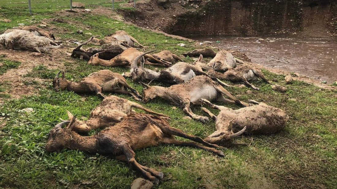 Flash flood in Akre claims 16 sheep, civil defense responds to rescue livestock