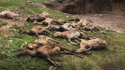 Flash flood in Akre claims 16 sheep, civil defense responds to rescue livestock