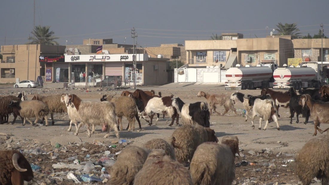 الحلة تسبق الأضحى بحملة على “جوبات” الأغنام.. خطة لمنع الرعي والجزر العشوائي