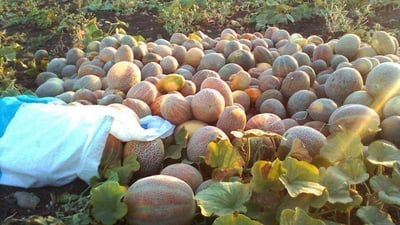 له‌ كۆمه‌ڵگاى سێبیران هه‌ندێك جوتیار ده‌ڵێن (گندۆره)‌یان لێ دزیون