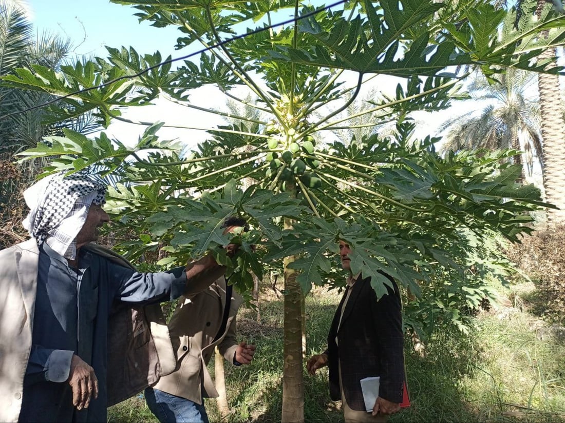 صور: المسيب تنتج البابايا.. أشجارها تحتمي بالنخيل من البرد والحر