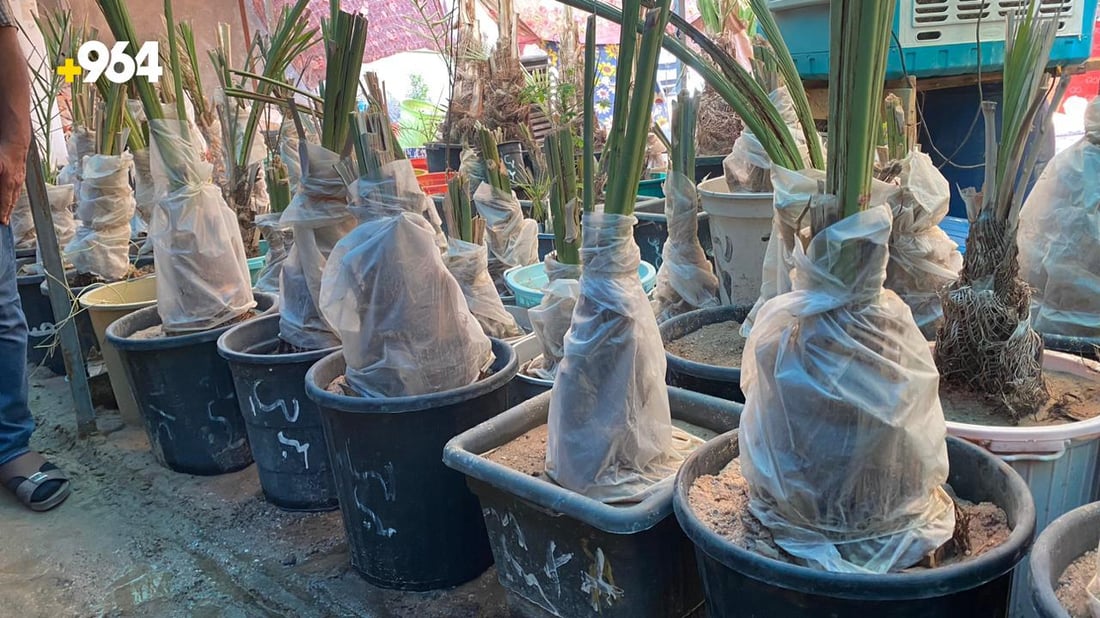 صور من البصرة: “أبو سجاد” يبيع أجود النخيل والسر في مختبرات البرحي و”العجوة”