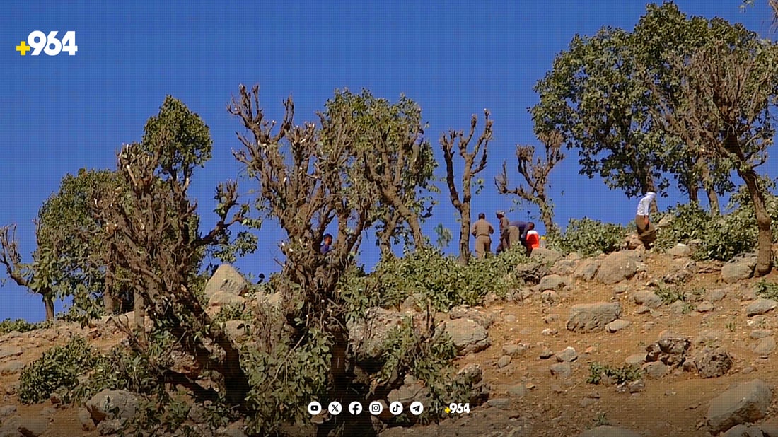 خەڵکی پشدەر نەوتیان پێنادرێت و گیانێکیان بە دارەکانە