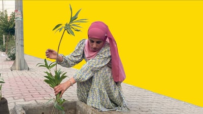 لە سویدەوە گەڕاوەتەوە خەلیفان بۆ یادی لەدایکبوونی داری چاند