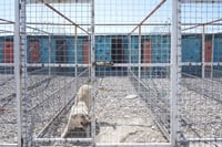 شارەوانیی سلێمانی: پرۆژەیەک بۆ چارەسەری 500 سەگی بێلانە ...