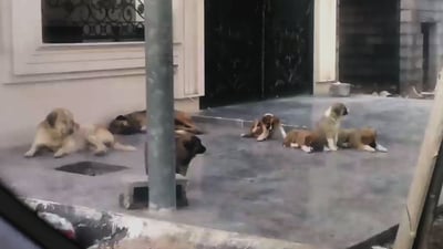 زیاتر له‌ 700 حاڵه‌تى گه‌ستنى سه‌گ له‌ هه‌ولێر تۆمار كراوه‌