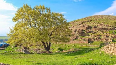 ئەگەر درەختێک بڕوێنیت چی روو دەدات؟