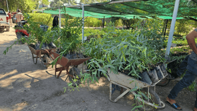 Diyala launches large-scale tree-planting campaign to combat climate change