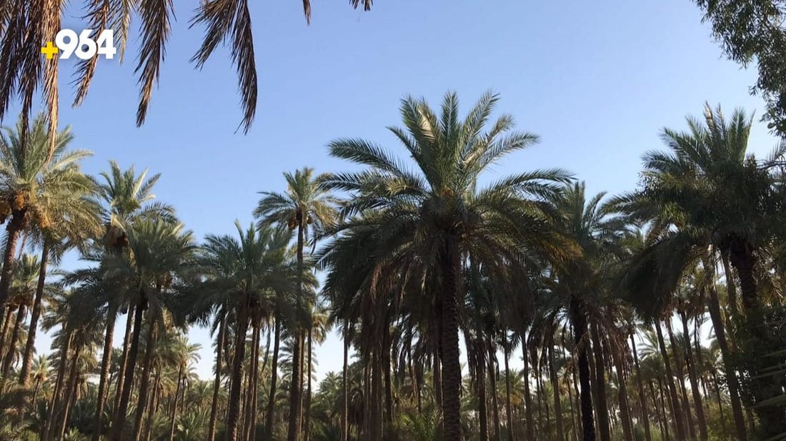صور: نخيل كربلاء يقاوم الجفاف بمياه الآبار.. الموسم نجح بوفرة البرحي والبريم