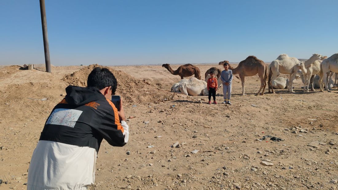 فيديو: البعران البيضاء الجميلة سرقت الأضواء في كركوك “وألبانها شفاء”