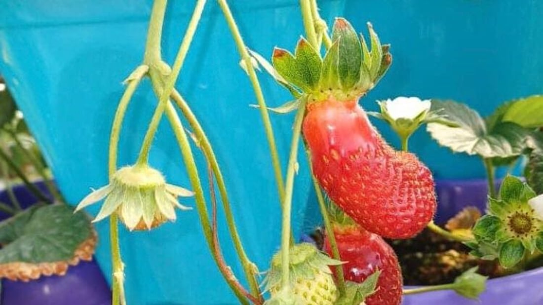 صور: البصرة تنجح بإنتاج فراولة غريبة الشكل تشبه التمر.. وكل شتلة تحمل كيلو!