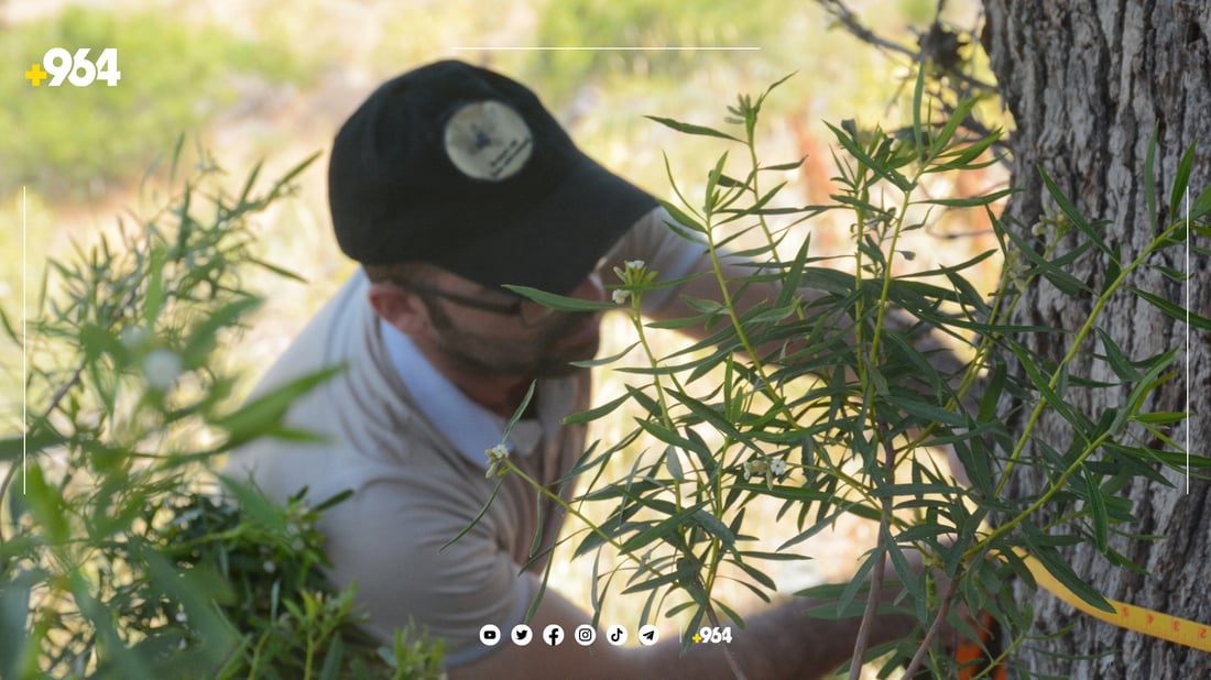 جۆرێکی دار بەڕوو لە کوردستان مەترسی نەمانی لەسەرە