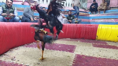 فيديو: شرح كامل لحلبات صراع الديوك في البصرة.. دامية وتنضبط بـ”الإنسانية”