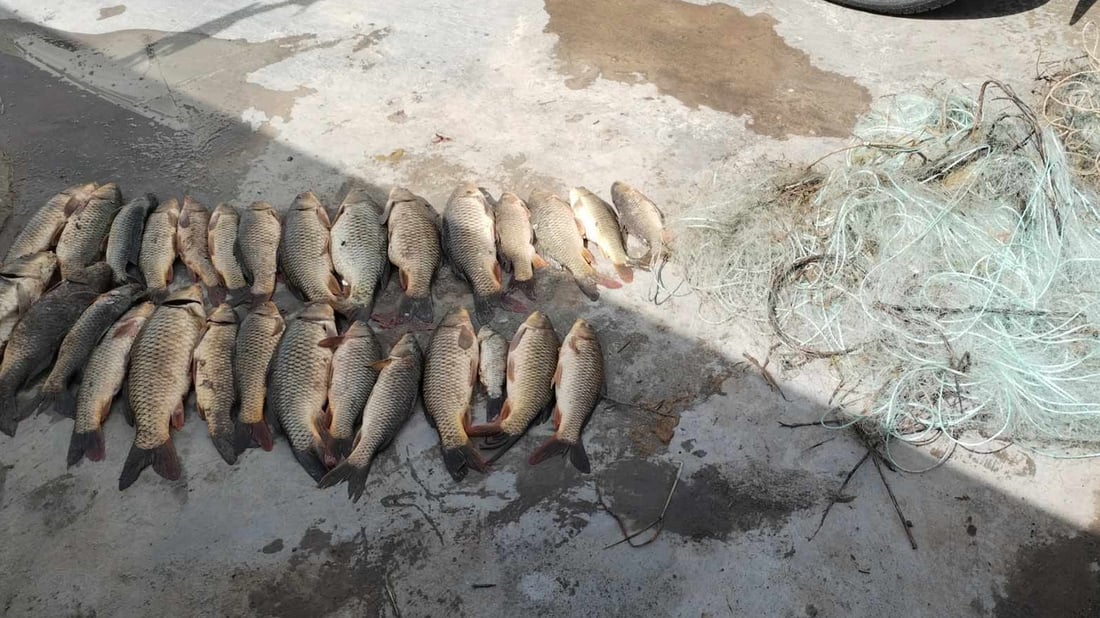 20ـى ئەم مانگە قەدەغەى راوەماسى دەستپێدەکات نەک 10ـى مانگ