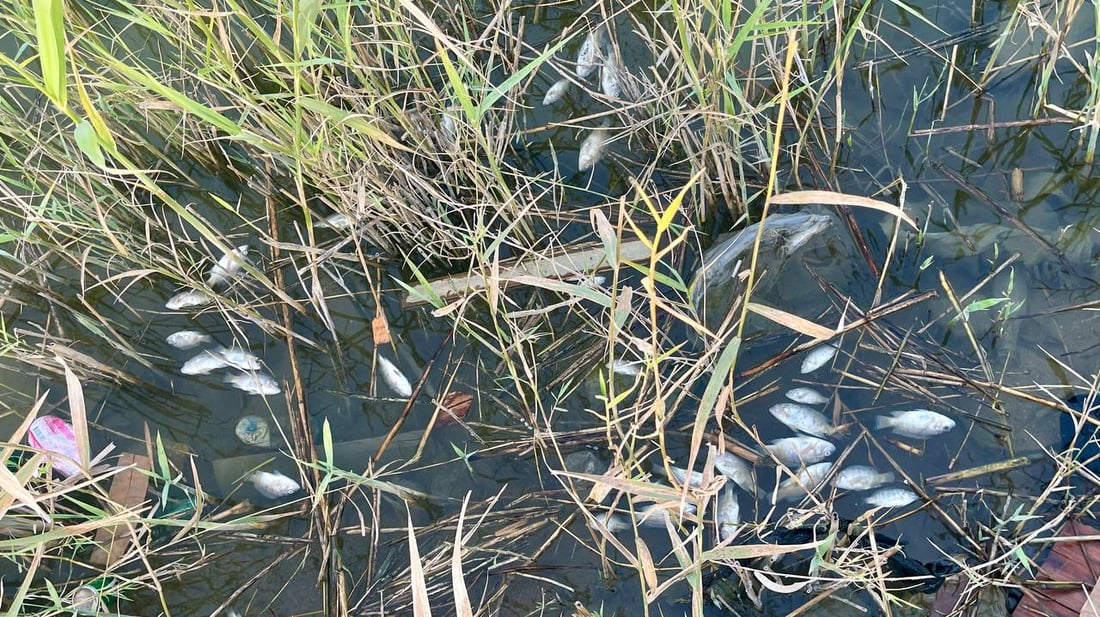 لكل قوي نهاية.. ماتت أسماك البلطي العنيدة في فرات البصرة والصيادون سعداء! (صور)