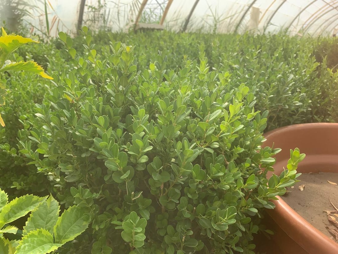 قد لا يعرفها كثير من أهل بغداد.. “العدوانية” البعيدة مصدر نباتات المطار النادرة