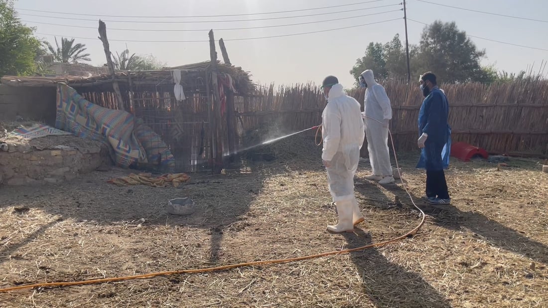 صور: علوة مواشي الناصرية معفّرة قبيل العيد لكن الجزارين قلقون من تسرب القرادة