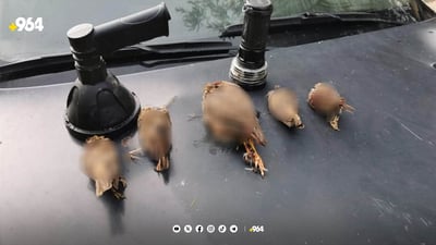 لە سلێمانی پۆلیس 3 راوچی دەستگیرکرد