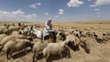 العراق يغلق الحدود أمام مواشي سوريا خوفاً من الحمى القلاعية