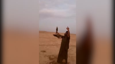 فيديو للحظة صيد أول صقر “شاهين بحري”.. تم البيع فوراً بـ 47 مليون دينار!