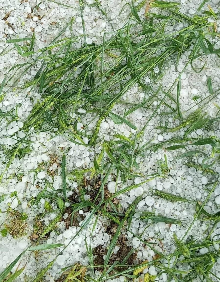 “الحالوب” يضرب بقوة في المشخاب ويكسر سيقان سنابل الحنطة (صور)