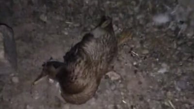 سەگی بێلانە فرسەتی هێنا و ژمارەیەکی زۆر مریشک و مراوی و قازی دەگمەنی لەناوبرد