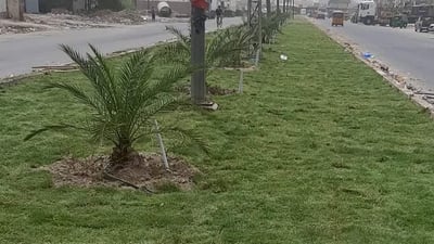 سنوات القمامة انتهت في جزرة أبو دشير.. صور من أعمال الزراعة والتأهيل