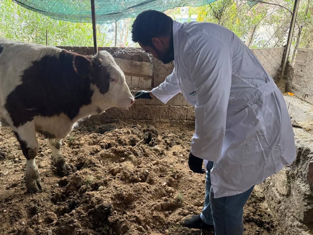 لە خورماتوو ئامادەکاری دەکرێت بۆ رووبەڕووبوونەوەی ڤایرۆسی FMD