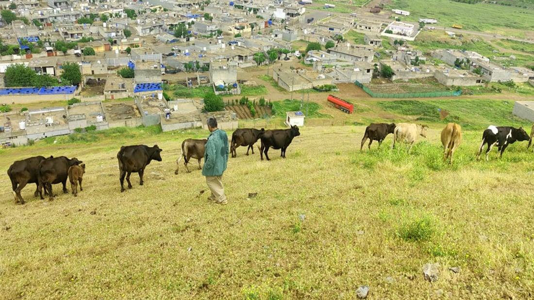 رێكاری یاسایی بەرامبەر ئەو كەسانە دەگیرێتەبەر كە ئاژەڵ بەرەڵا دەكەن