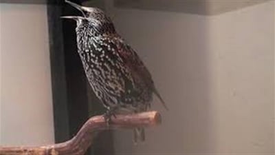 Erbil’s Starling Trade: Authorities Intervene in Wildlife Market