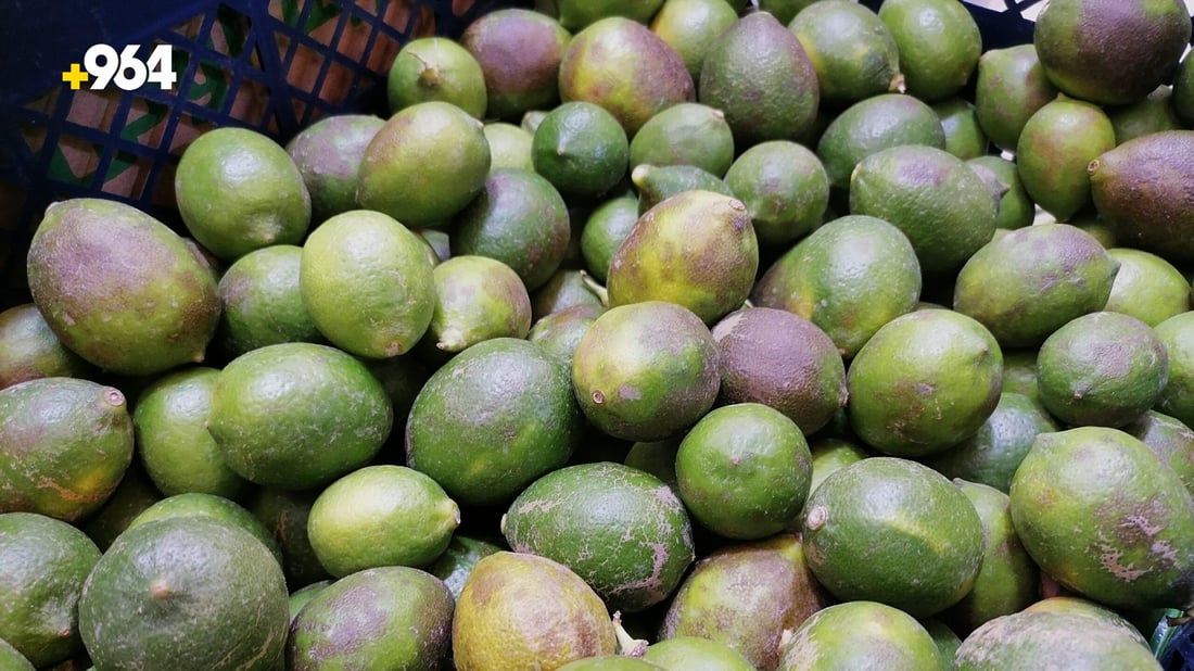 صور: ليمون هيت الأخضر يباع قبل أن ينضج والزبائن من مرضى ضغط الدم