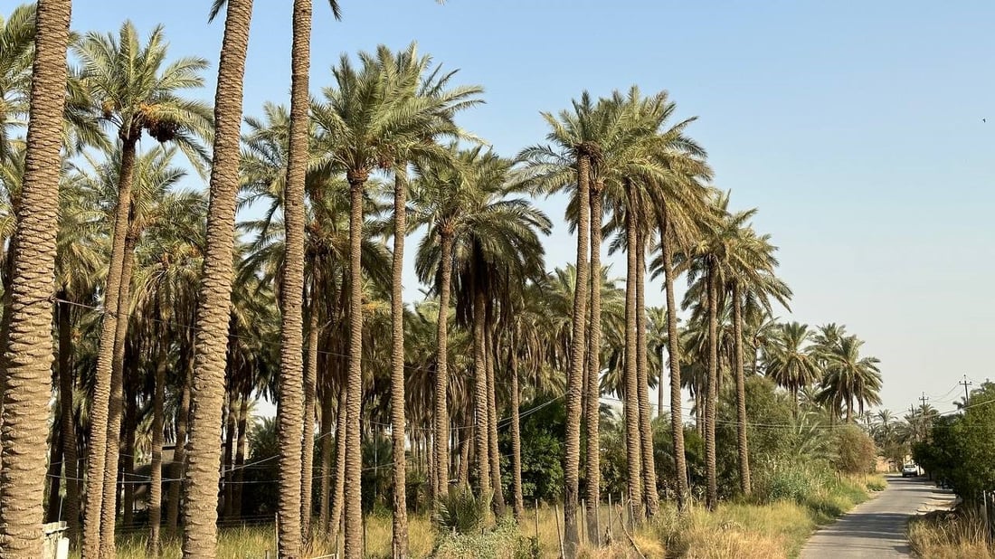 مطلوب “صواعيد”.. عذوق نخيل بغداد حملت كمية مضاعفة هذا العام (صور)