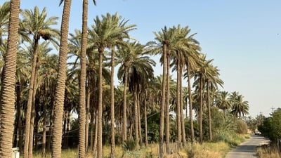 مطلوب “صواعيد”.. عذوق نخيل بغداد حملت كمية مضاعفة هذا العام (صور)