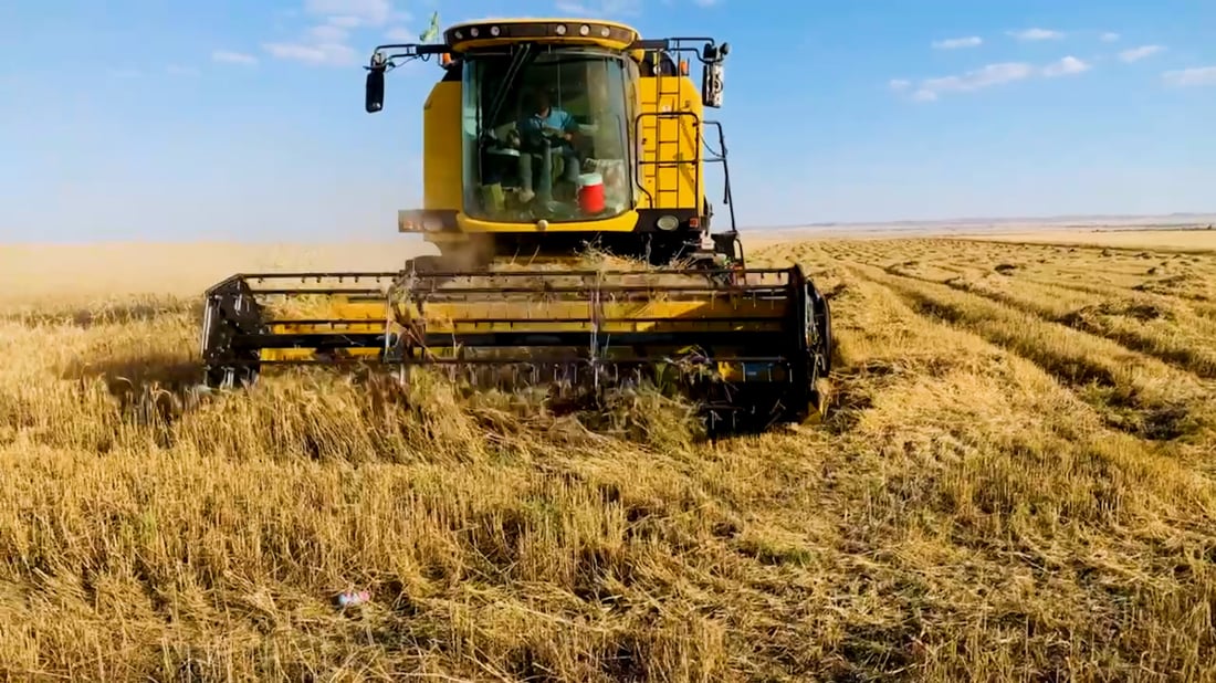 العراق يشتري مليون طن حنطة فقط.. كان يستورد 3.2 مليون