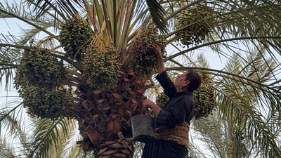 فيديو: الحر العراقي “مستعجل” ونخيل البصرة أنزل أرطابه قبل تموز