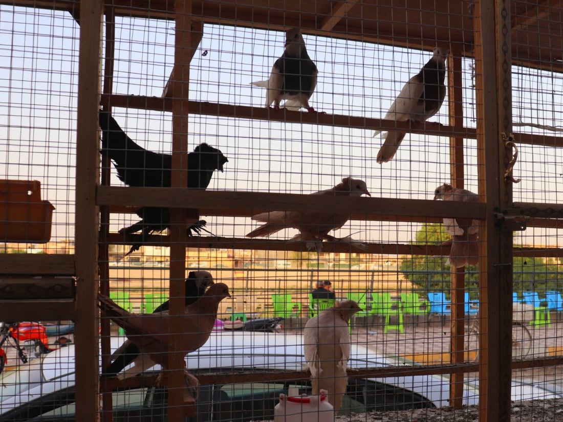 نظرة على أسعار الطيور في كربلاء من أحد أقدم “مطيرجية” طويريج (صور)