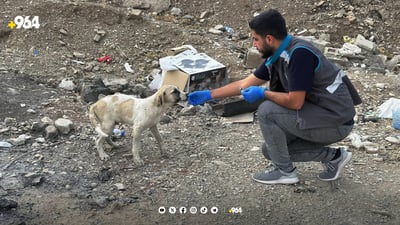 هه‌ر رۆژه‌و له‌ گه‌ڕه‌كێكی سلێمانى فریاى ئاژه‌ڵه‌ بێلانه‌كان ده‌كه‌ون