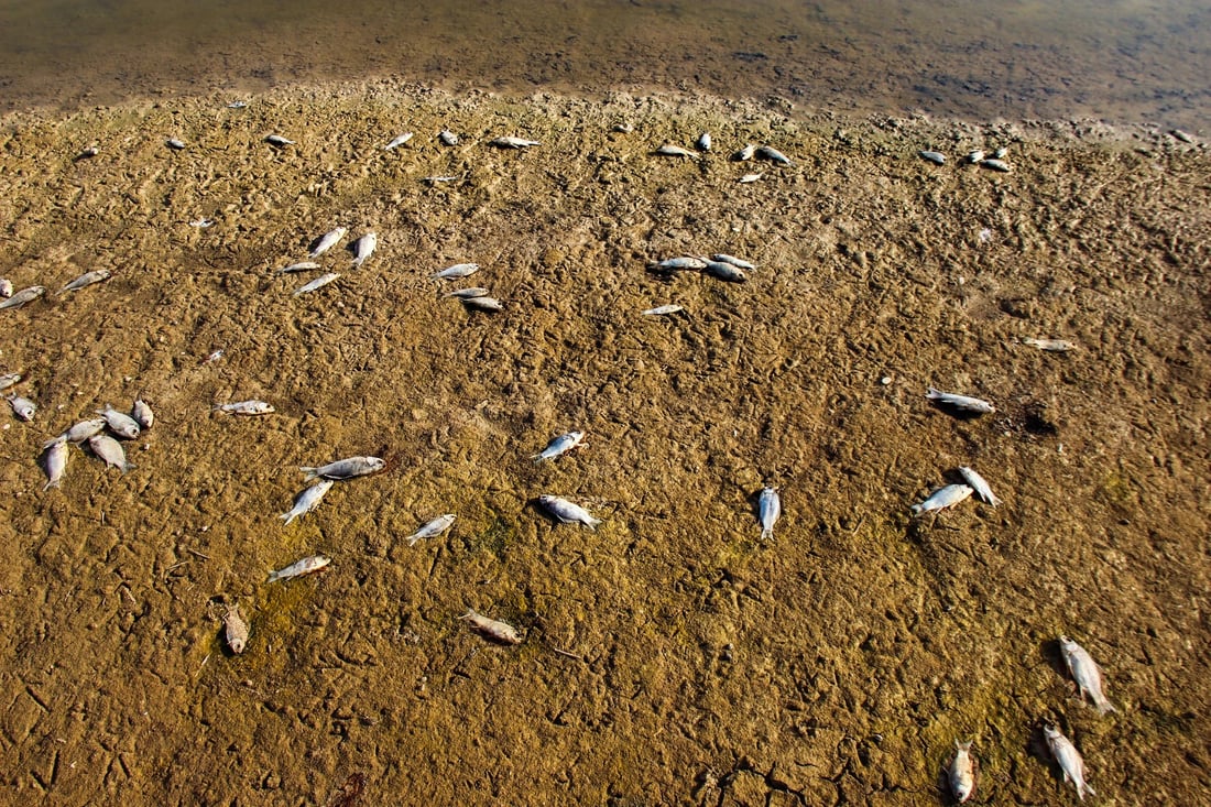 964 به‌دواداچوون بۆ له‌ناوچوونى سه‌دان ماسی له‌ ئاوى سیروان ده‌كات