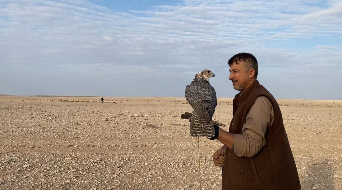إذا شبع الصقر طار.. صقارة السماوة يطاردون الحبارى بـ “الجير شاهين” المهجن (فيديو)
