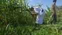 Dhi Qar buffalo breeders halve feed costs with homegrown fodder corn
