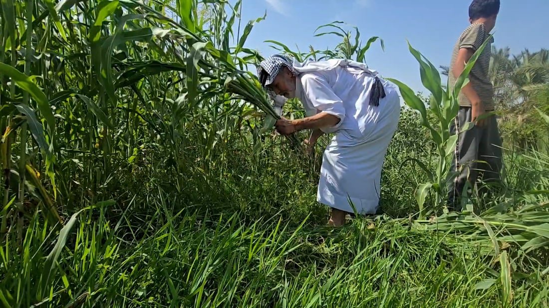 Dhi Qar buffalo breeders halve feed costs with homegrown fodder corn
