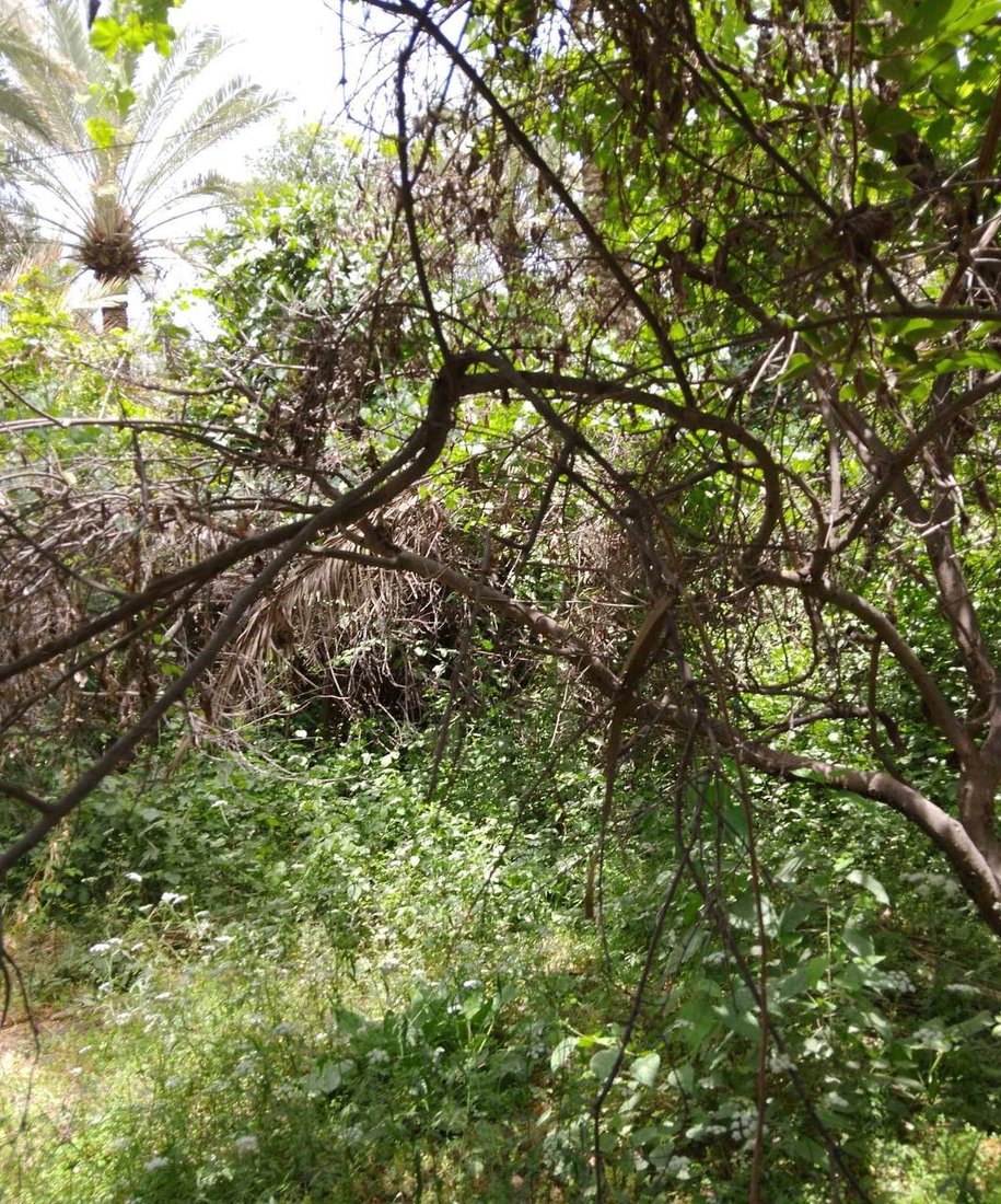 صور: أشجار كربلاء بحاجة إلى تدخل سريع.. مقترح حل “مهم” ينتظر خطة الصيف