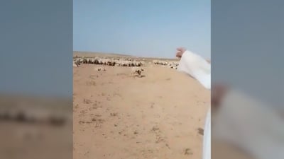 فيديو: إذا أضعت 1000 خروف في بادية السماوة.. ستجدها عند واثق العرداوي
