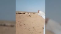 فيديو: إذا أضعت 1000 خروف في بادية السماوة.. ستجدها عند وا...