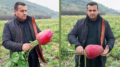 ئەو جوتیارانەى تور و شێلمیان چاندووە رەنج بەخەسار بوون