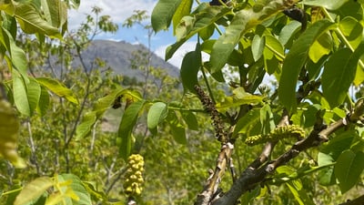 سەرمای هەفتەی پێشوو دارە بەردارەکانی باڵەکایەتی بێکەڵک کردووە