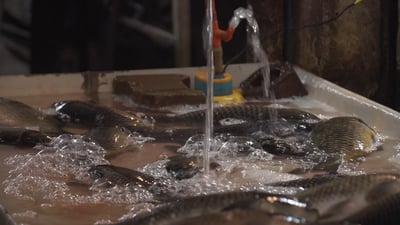 انهيار أسعار السمك في بابل إلى النصف مع المخاوف من فيروس “كوي”
