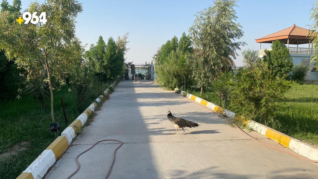 شاليهات على شط العرب شامل خدمة الغزلان والطواويس بنصف مليون.. صور من أبي الخصيب