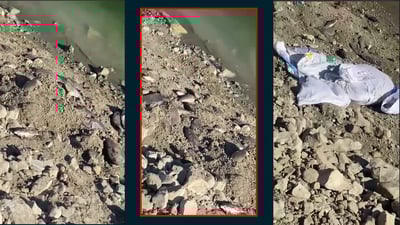 قایمقامى ده‌ربه‌ندیخان به‌داوداچوون بۆ فڕێدانى سه‌دان ماسی له‌ ده‌ریاچه‌كه‌ى ده‌كات