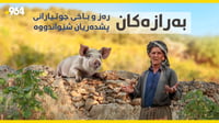 بە ڤیدیۆ: بەرازەکان رەز و باخی جوتیارانی پشدەریان شێوا�...